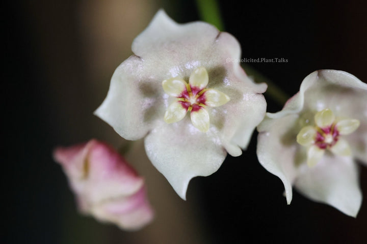 Hoya stenophylla