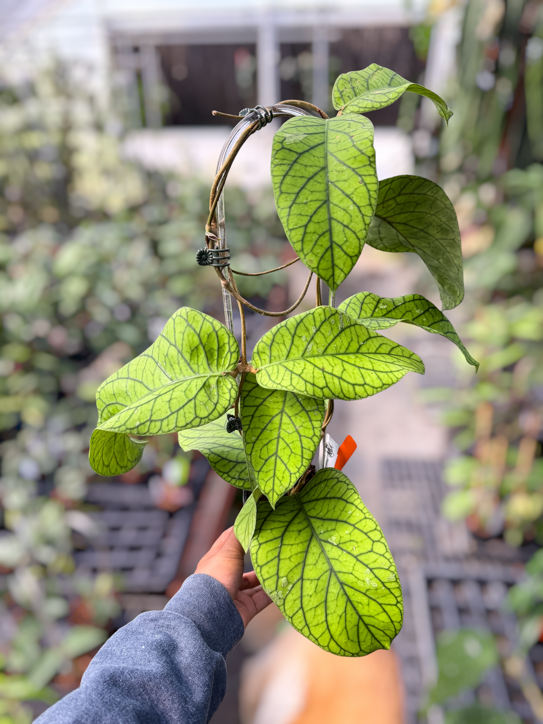 PS0496 - Hoya meredithii