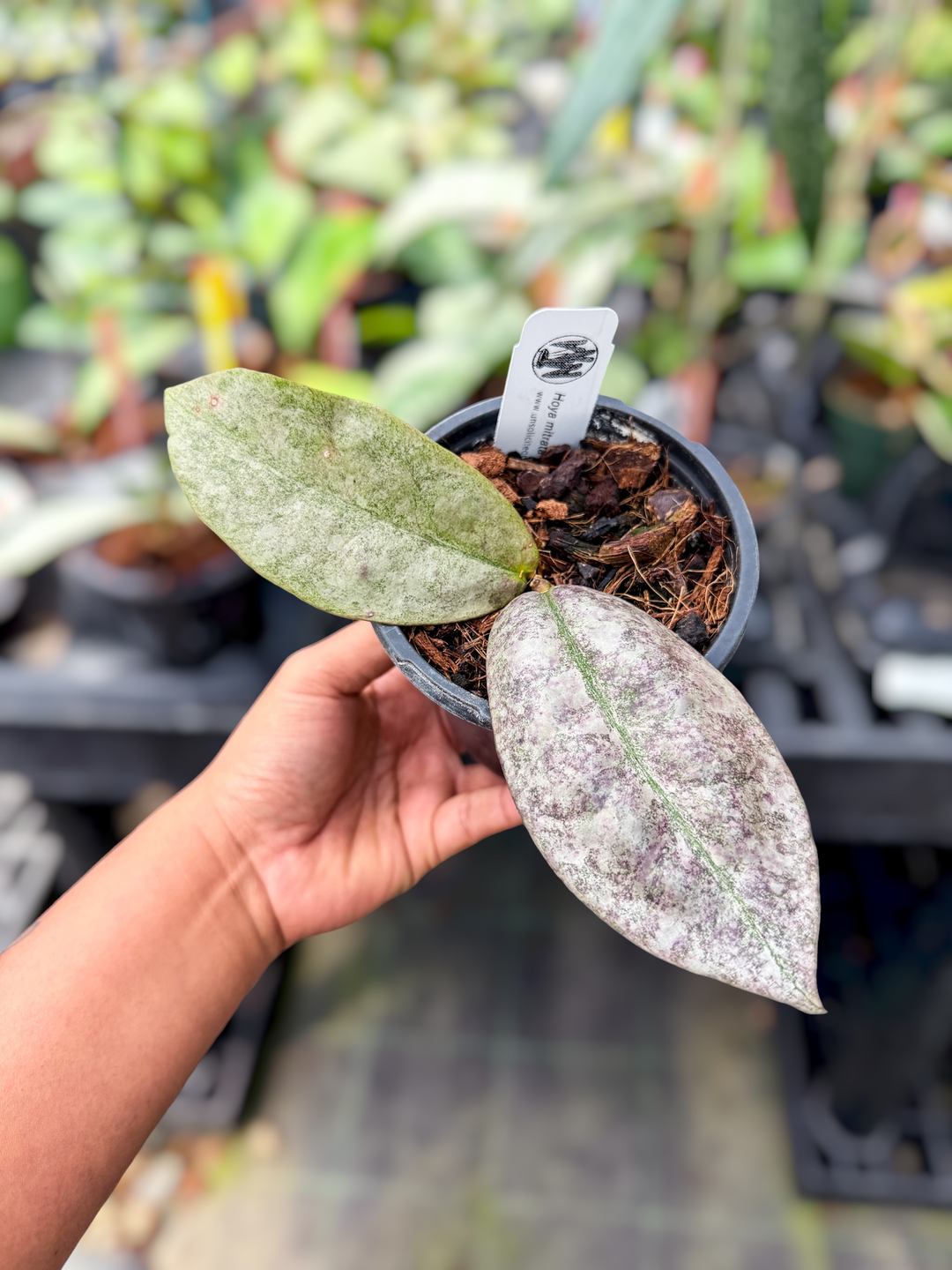 PS0483 - Hoya mitrata (Borneo, silver)