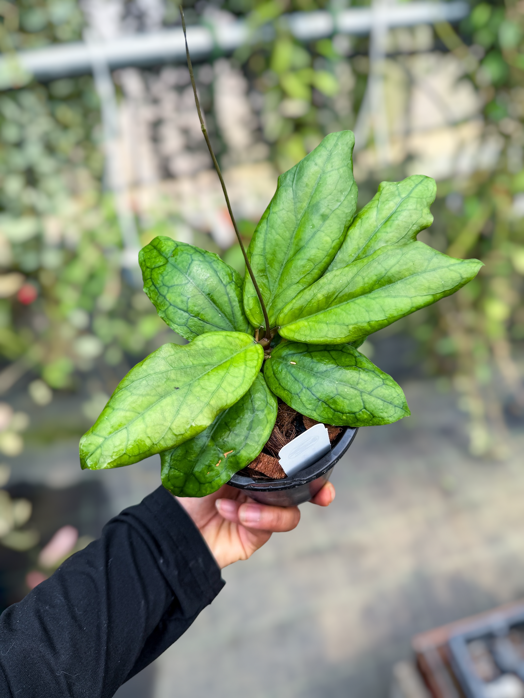 PS0623 - Hoya ‘Mistie’ (AH)