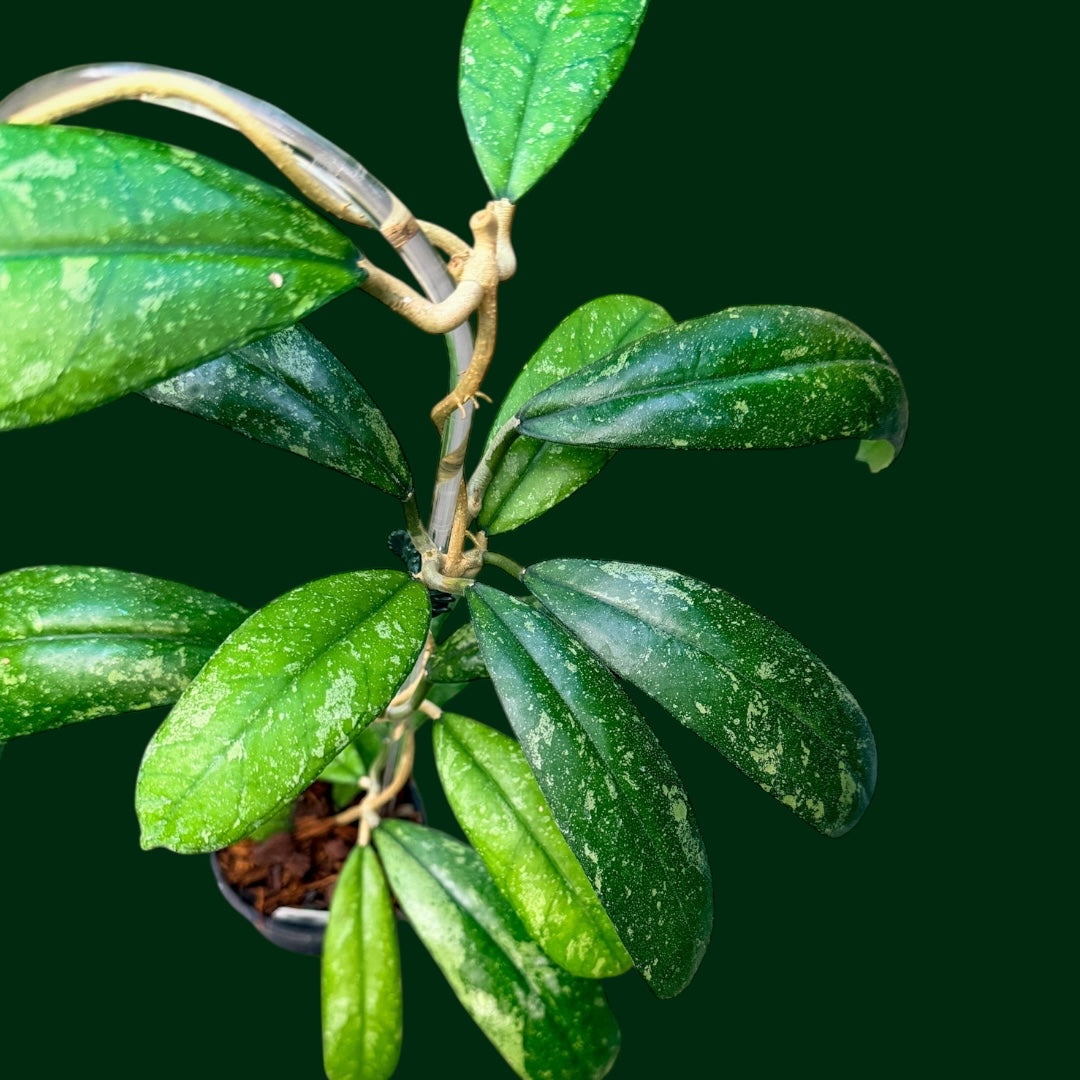Trellised Hoya sp. (Northern Sumatra)