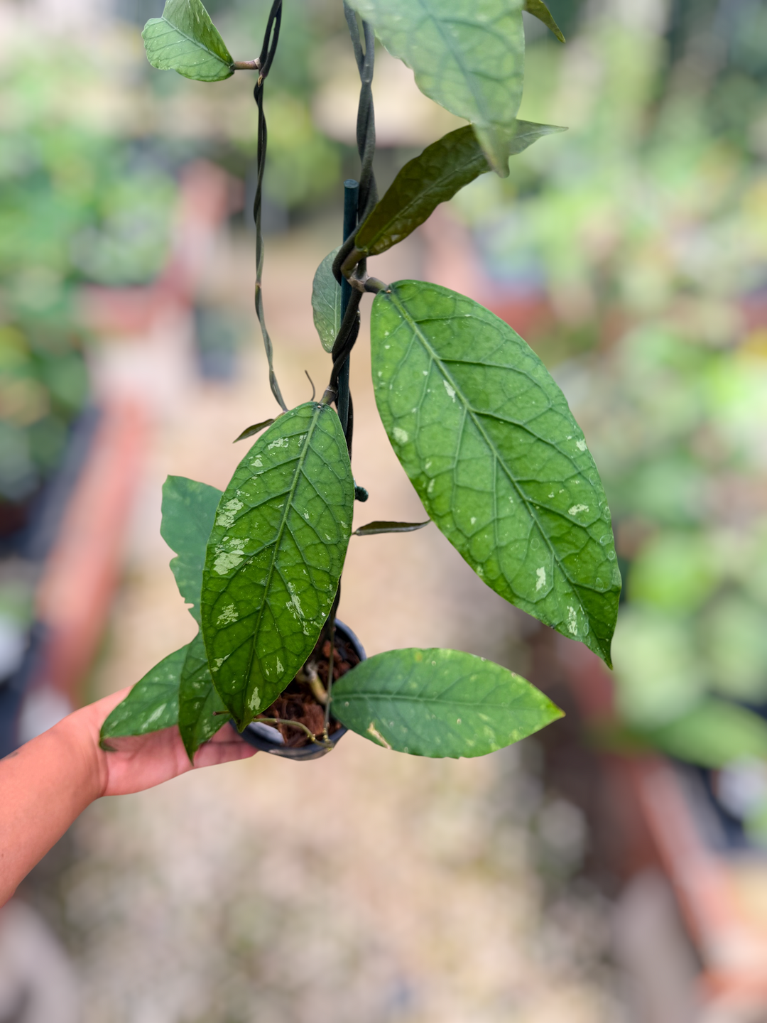 PS0845 - Hoya sp. (Aceh, no.3BT1)