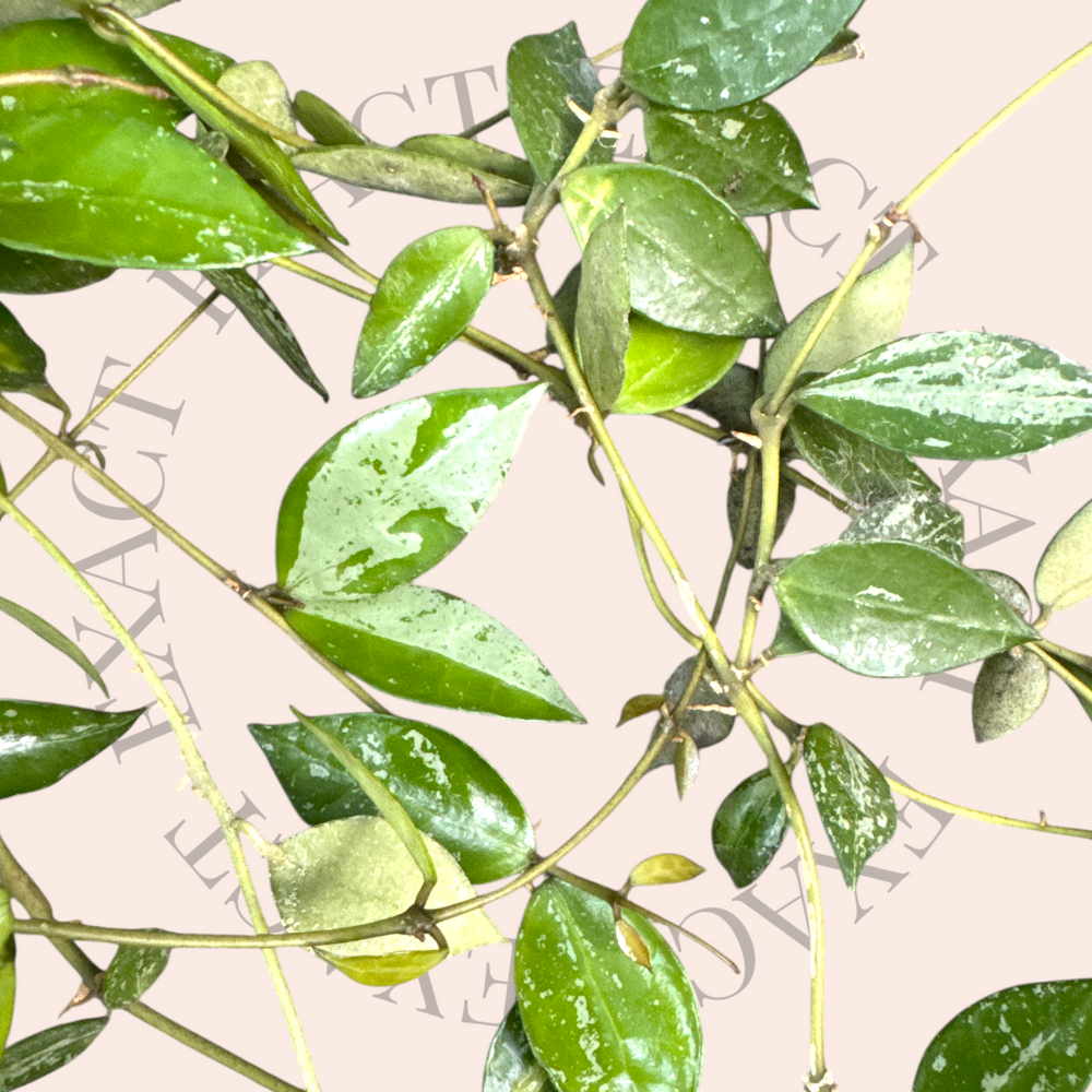 PS0063 - 6in Hoya lacunosa ‘Louisa’s Silver’ (reverting)