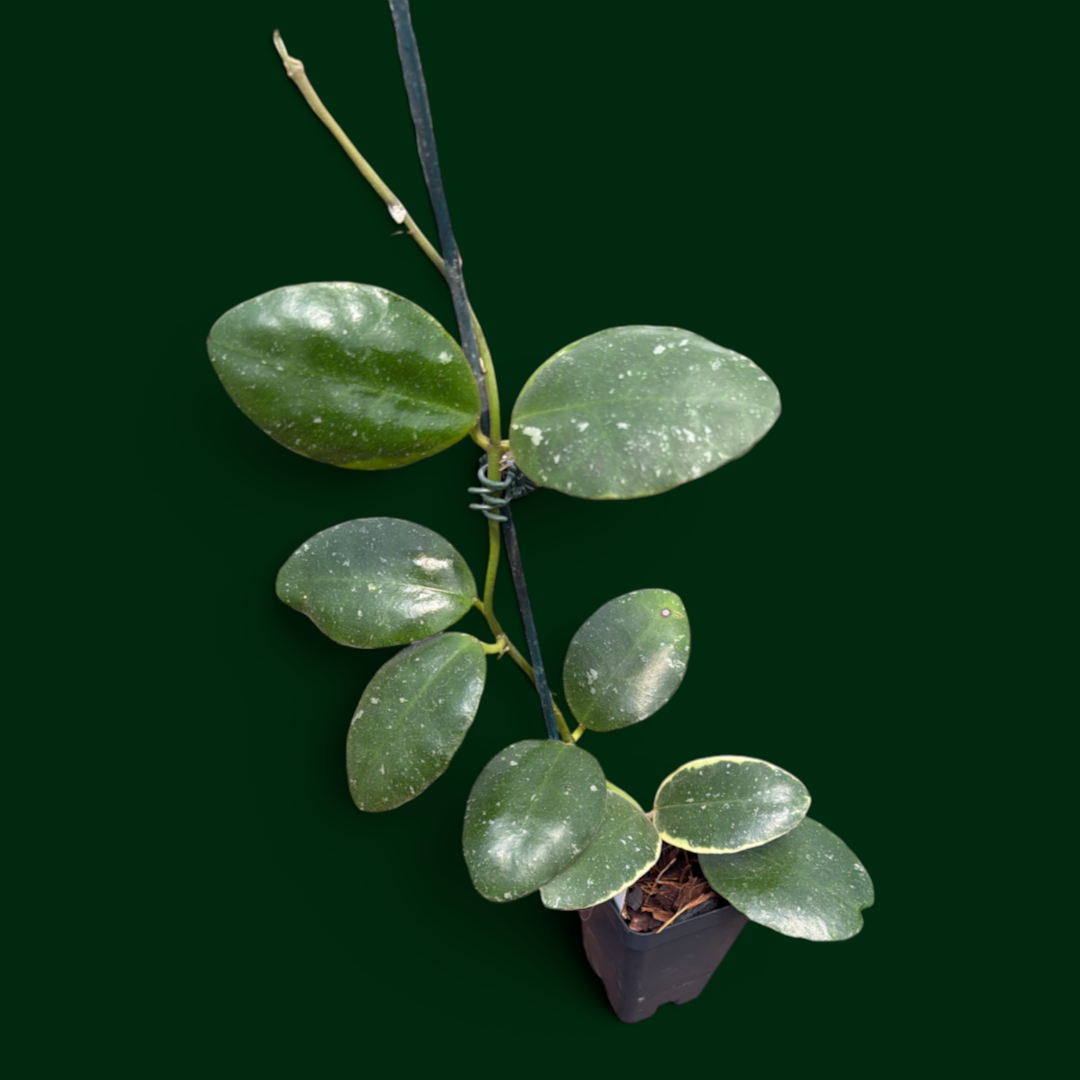 Hoya waymaniae (outer variegated)(Please Read Description)