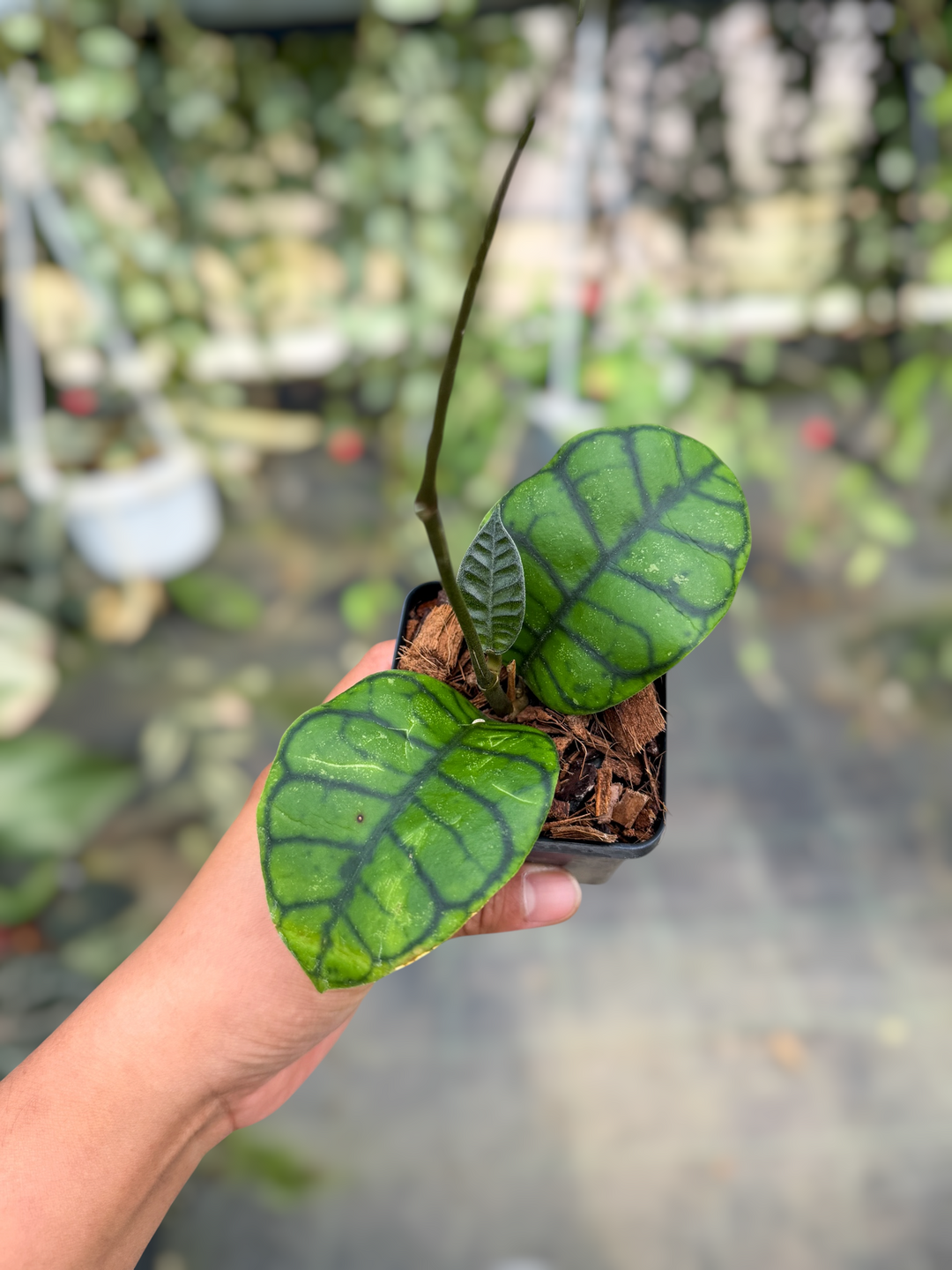 PS0480 - Hoya callistophylla ‘Obsidian’