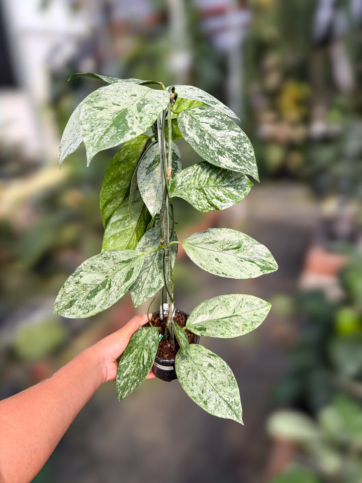 PS0159 - Hoya coriacea (silver)