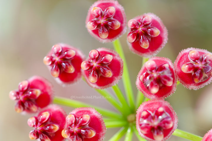 Hoya wayetii &