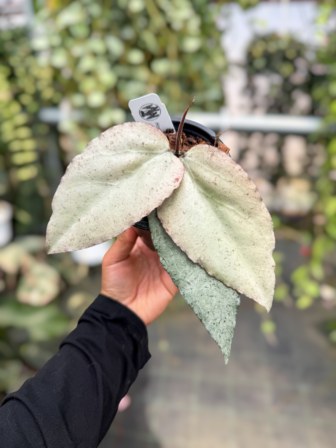 PS0619 - Hoya caudata ‘Argene’