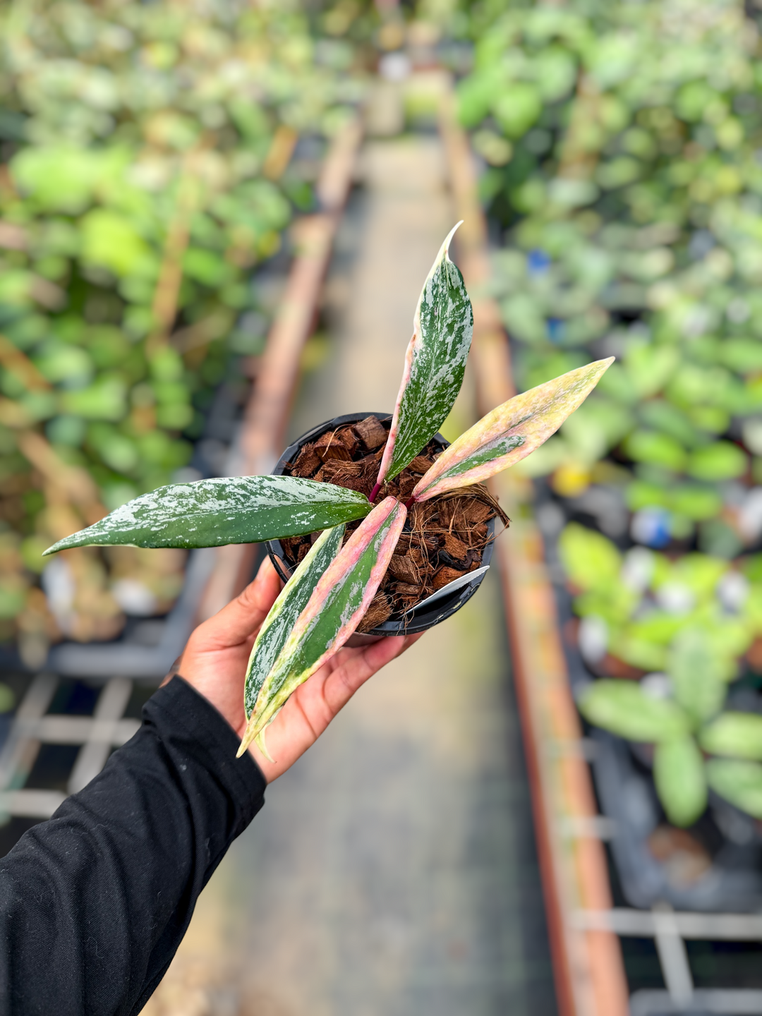 PS0607 - Hoya pubicalyx 'Royal Hawaiian Purple' (outer variegated
