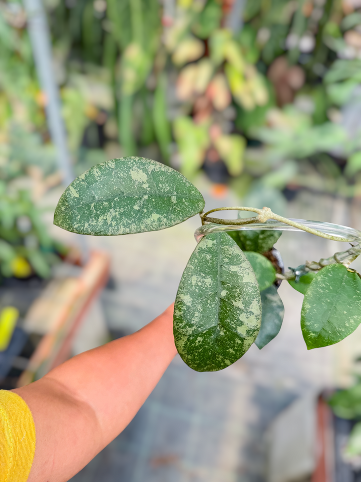 PS0722 - Hoya sp. (Kalbar)