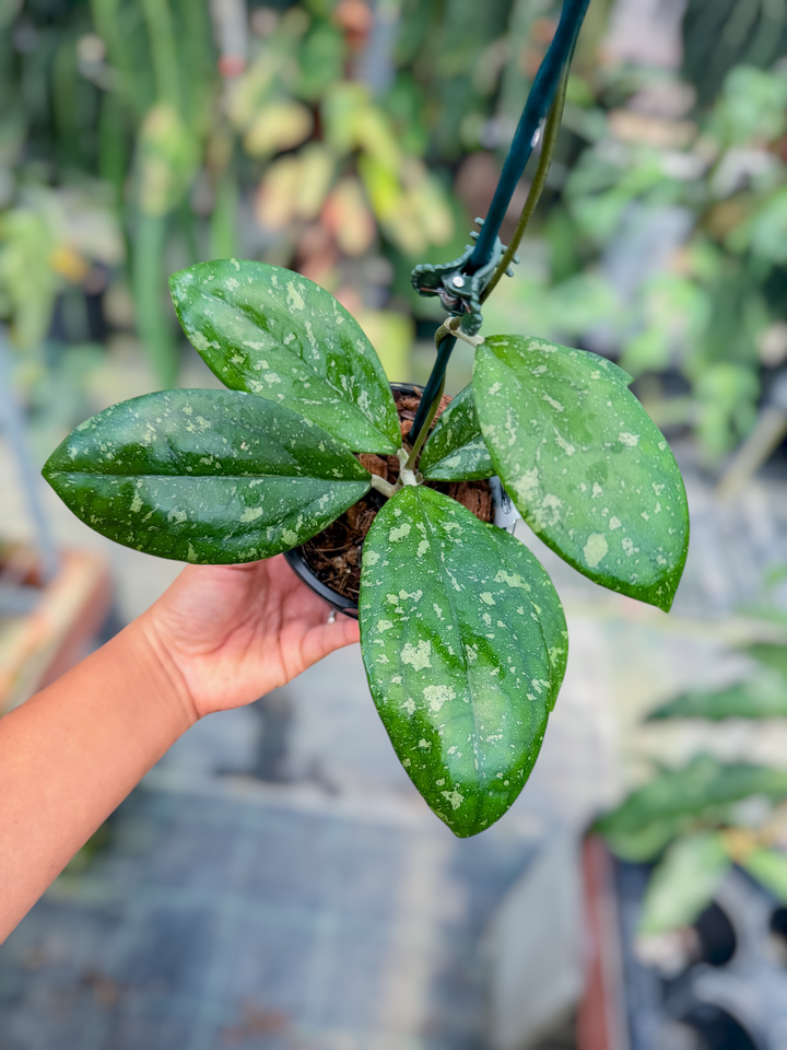 PS0721 - Hoya sp. (Bengkulu, NEW)