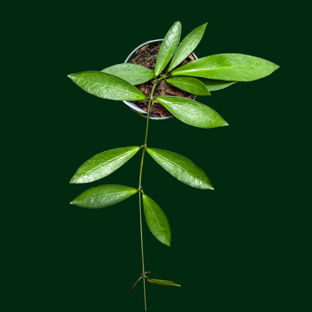 Hoya LP014 (erythrina x davidcummingii)
