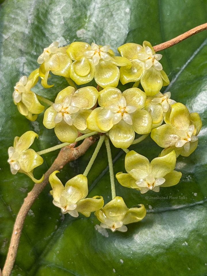 Hoya erythrina (round leaf)