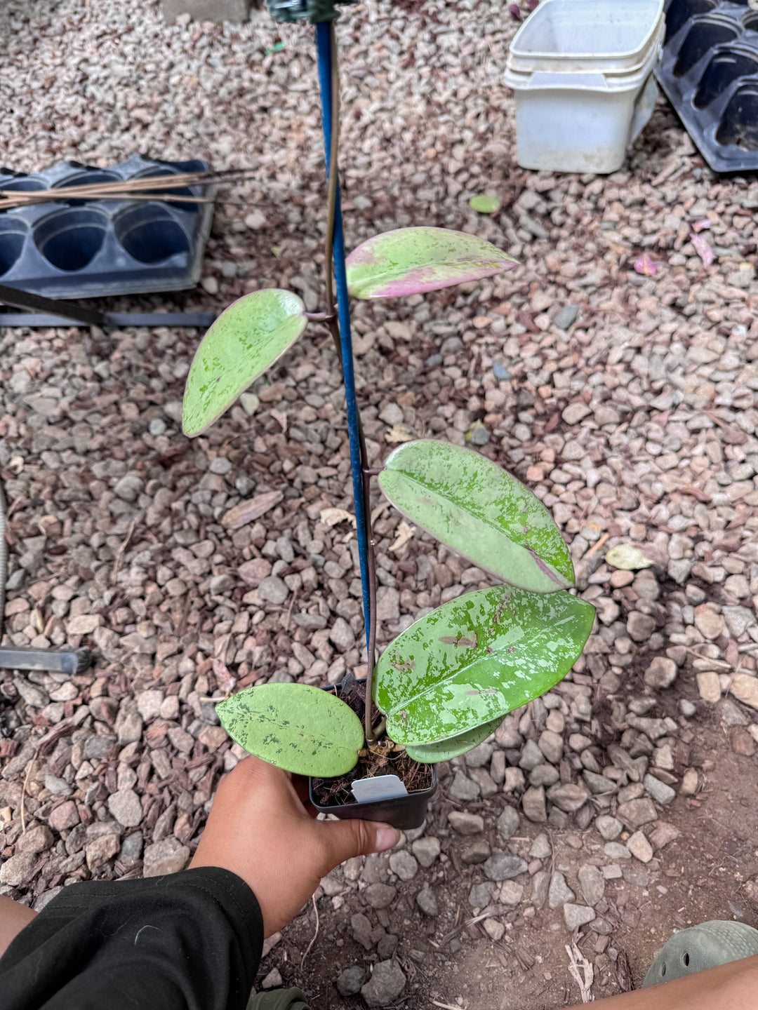 PS0263 - Hoya ‘Silver Dollar’ (imperfect)