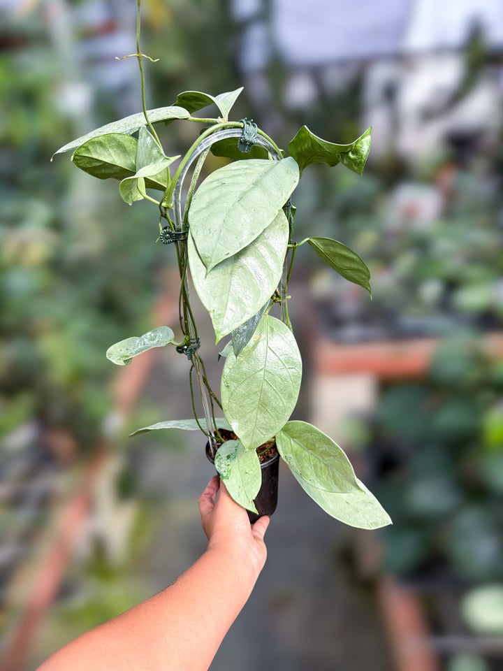 PS0160 - Hoya coriacea (silver)