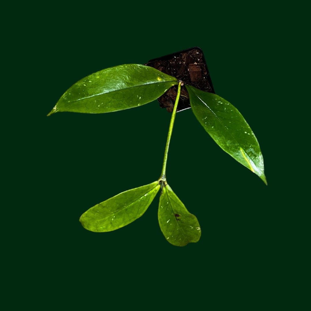 0728＊ ホヤ ＊ Hoya ＊ praetorii ＊ プラエトリー Hoya praetorii | Vermont Hoyas