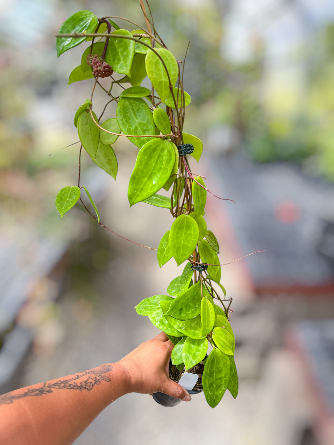 PSGC - Hoya sp. (IV from WMZ)