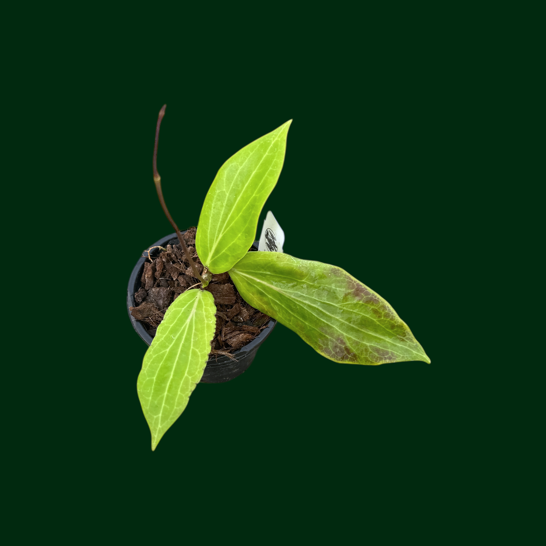 Hoya bordenii