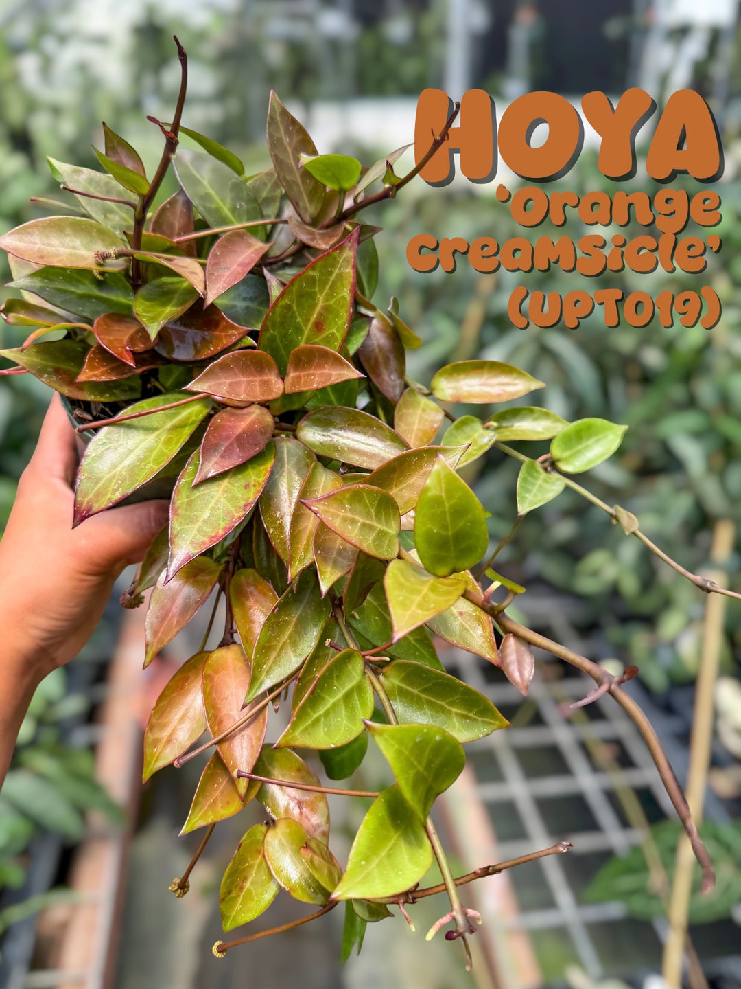 Hoya ‘Orange Creamsicle’ (UPT019)