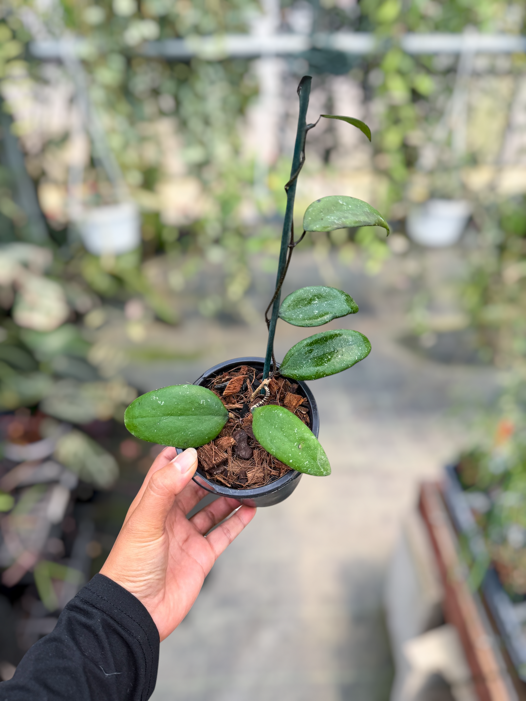 PS0615 - Hoya sumatrana