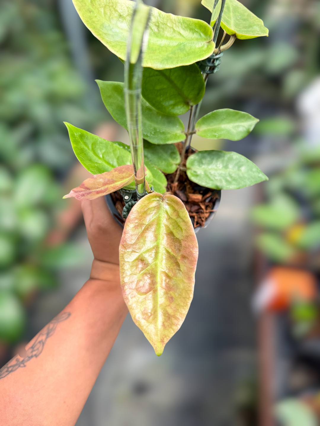 PS0968 - Hoya inflata