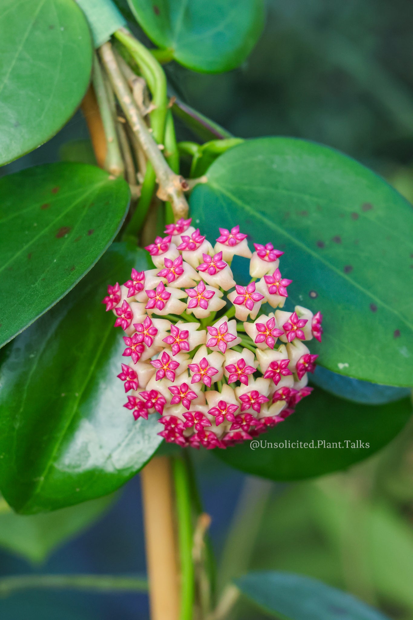 Hoya 'Idaho' (MB 1432) – Unsolicited Plant Talks