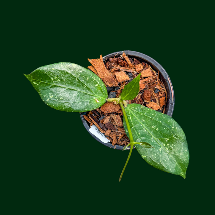 Hoya ‘Spooky’ (RHM 2457 - DAA1)
