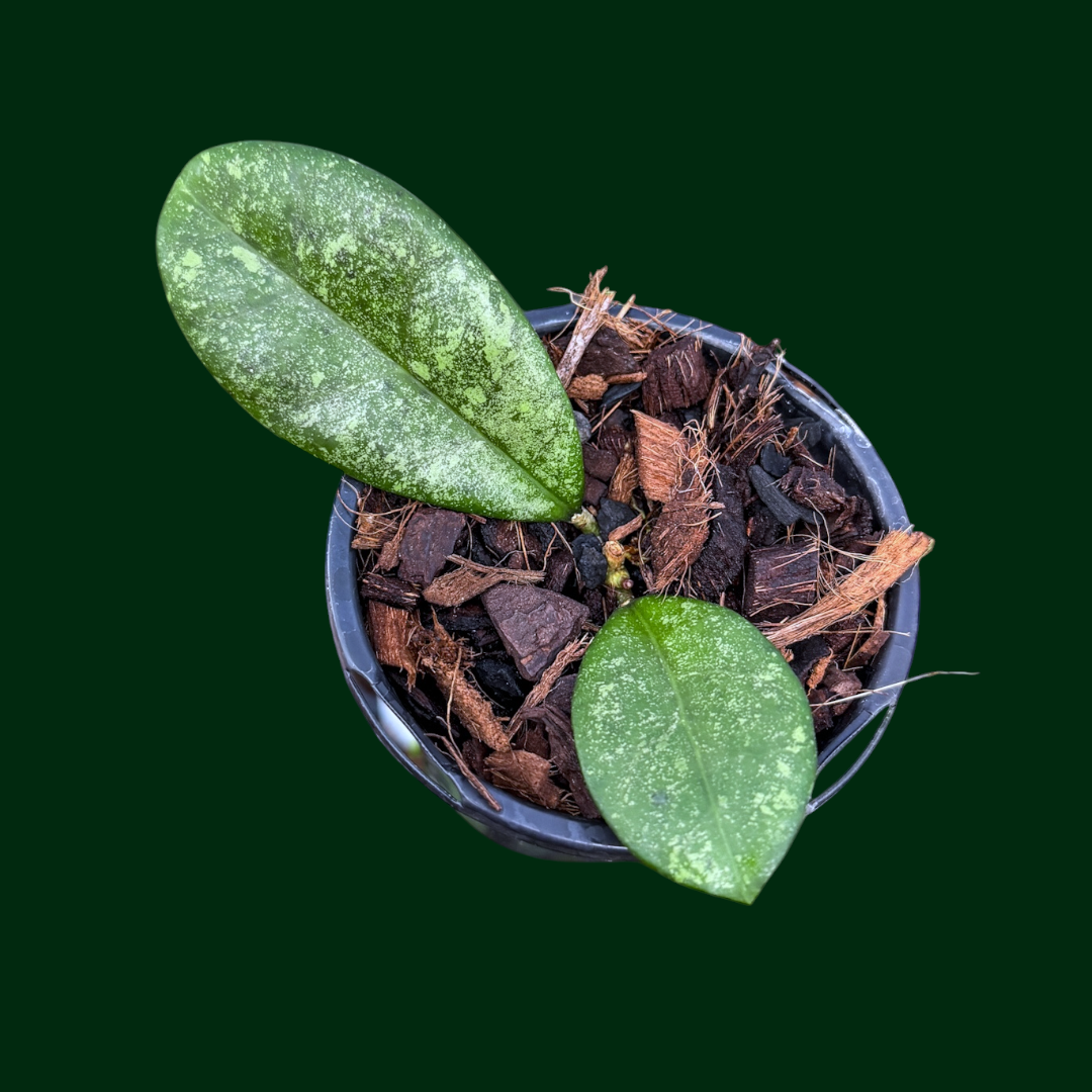Hoya leoensis (open pollinated)