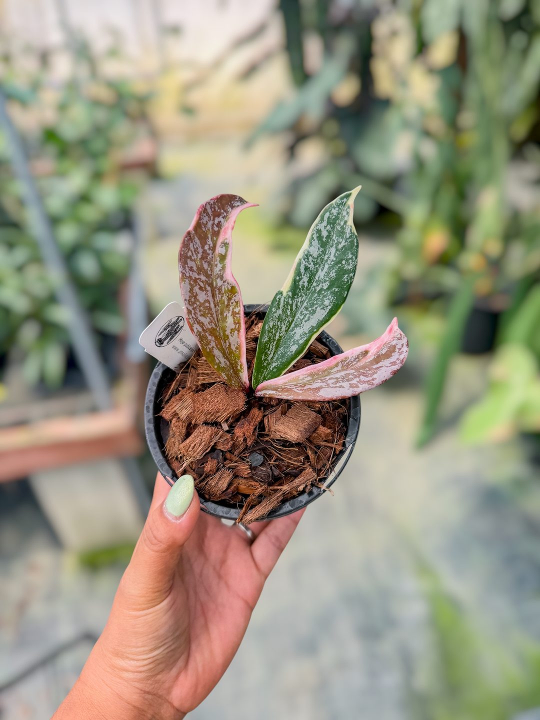 PS0706 - Hoya pubicalyx ‘Royal Hawaiian Purple’ (outer variegated, splash)