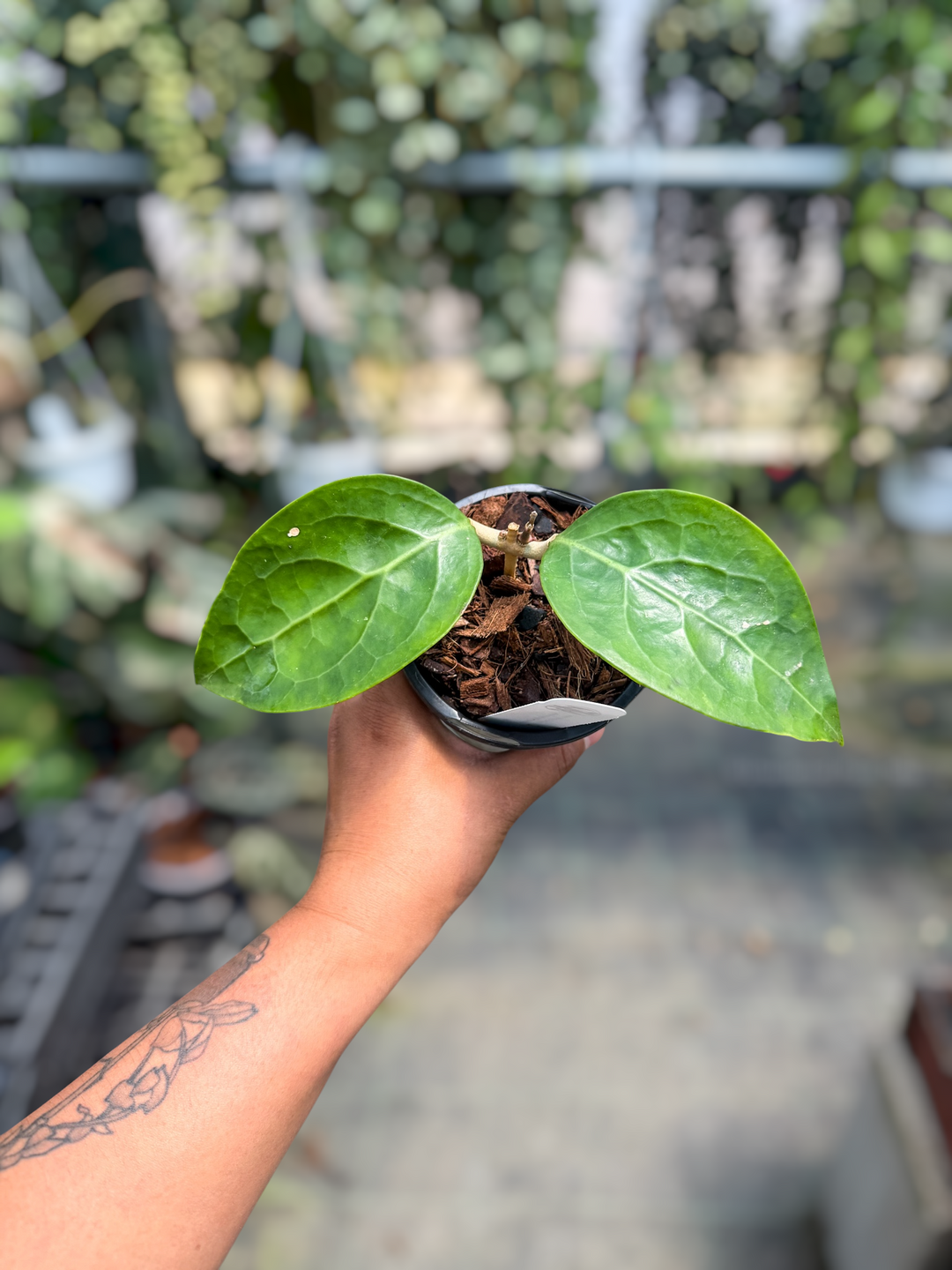 PS0449 - Hoya verticillata (Lampung, outer var.)