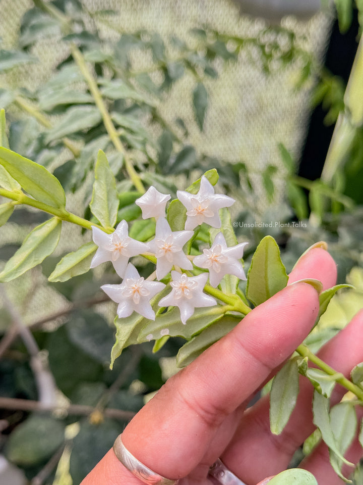 Hoya bella (PES03, white) - RARE