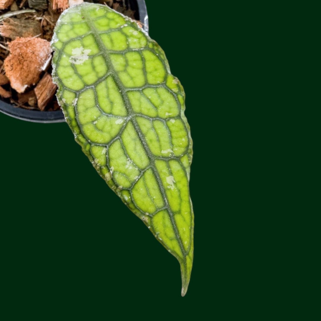 Hoya clemensiorum (fr Northern Sumatra)