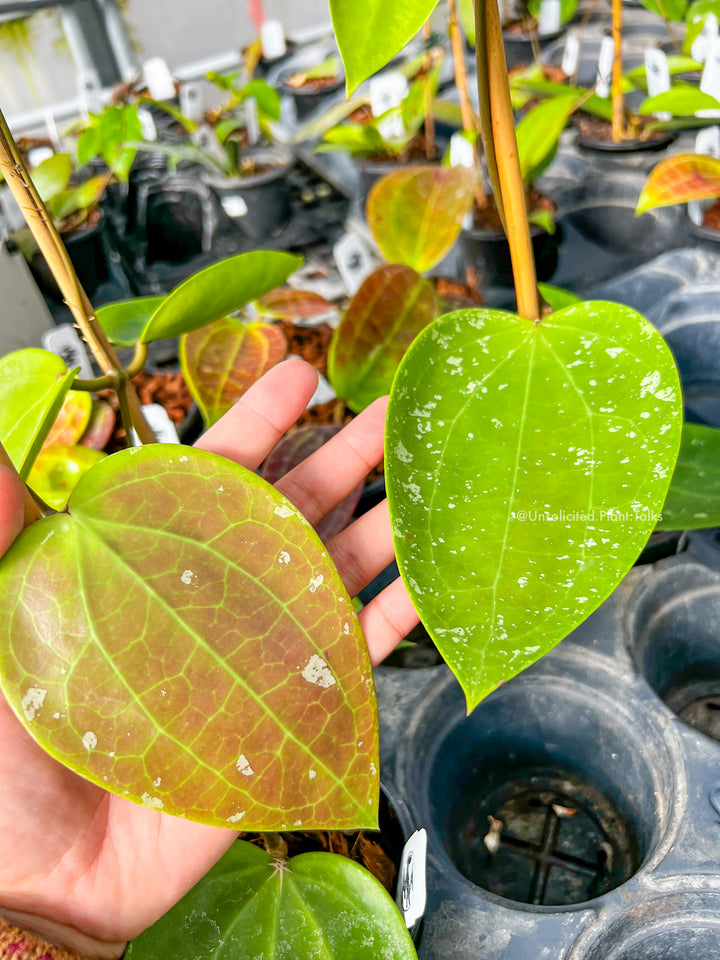 Hoya glabra (Indonesia)