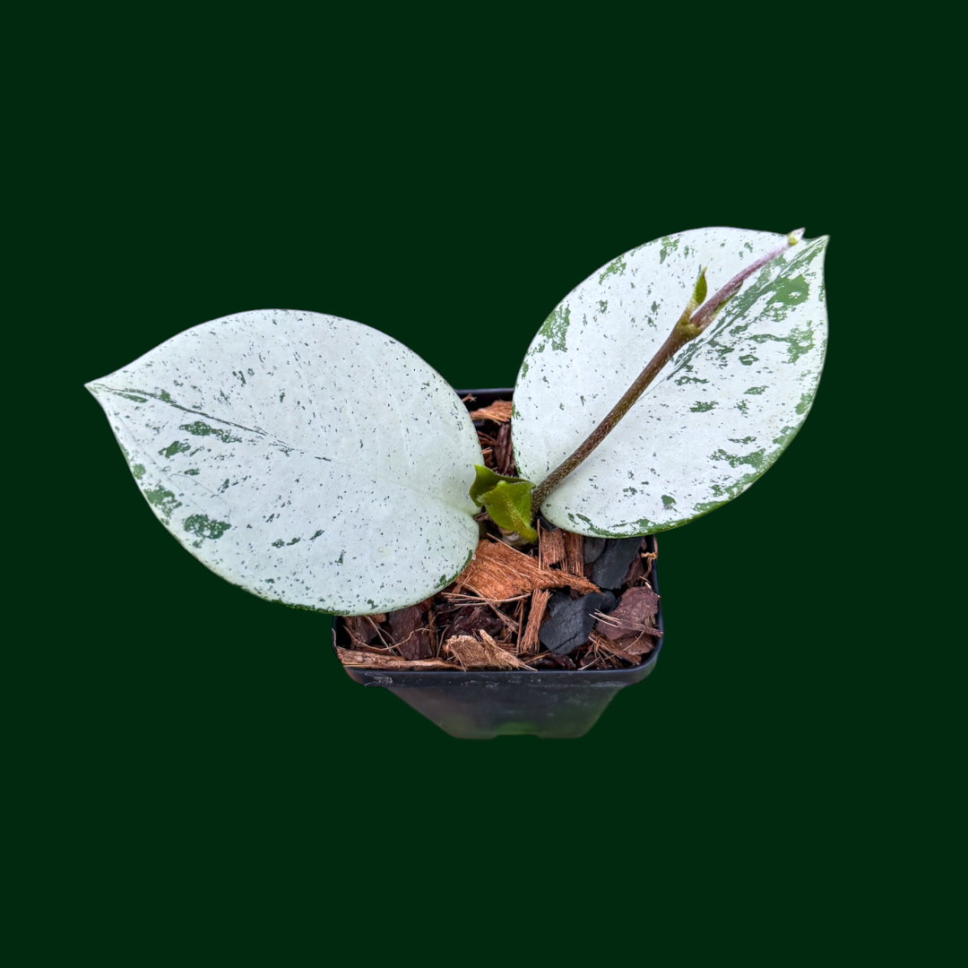 Hoya TPQ030 (‘Stardust’ silver)