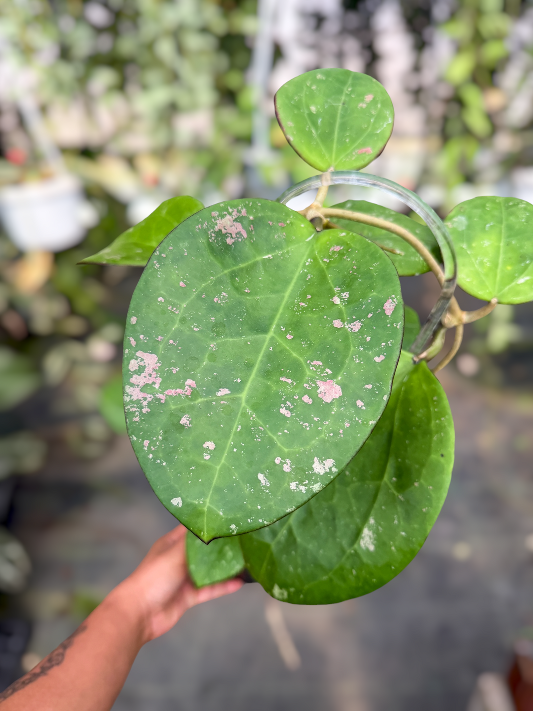 PS0498 - Hoya loyceandrewsiana