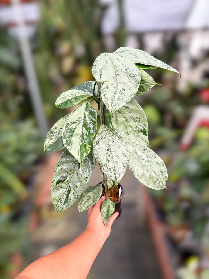 PS0161 - Hoya coriacea (silver)
