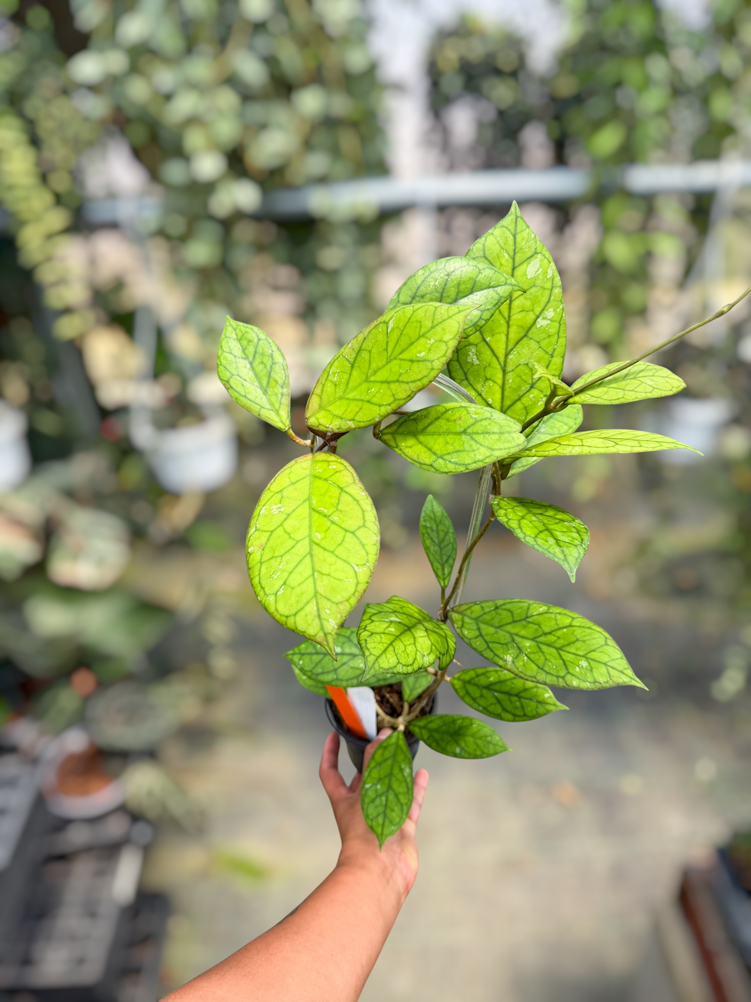 PS0444 - Hoya ‘Irina’