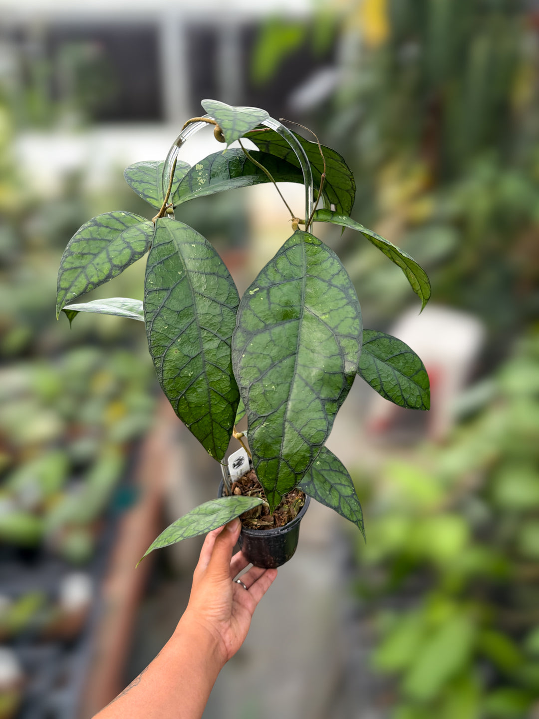 PS0165 - Hoya callistophylla (Sabah, IML 1762)