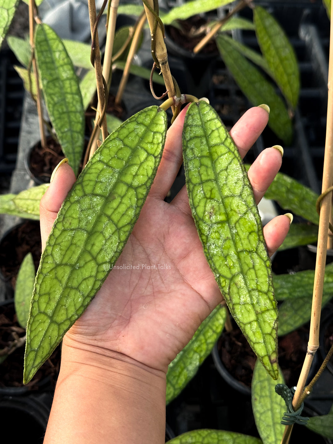 Hoya clemensiorum (skinny, long leaves)