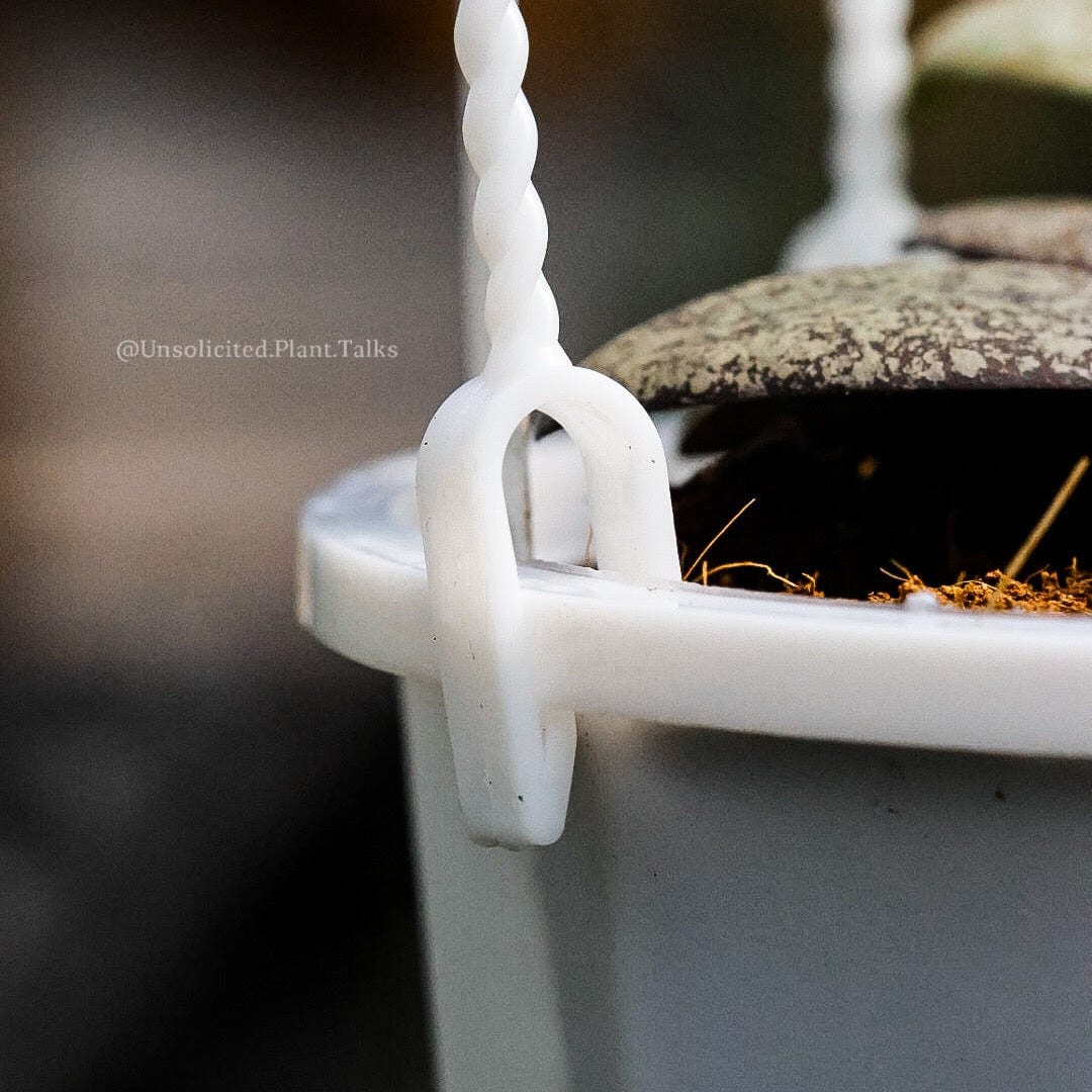 hanging plant pots plastic small hanging pot (pack of 20) – Unsolicited Plant Talks