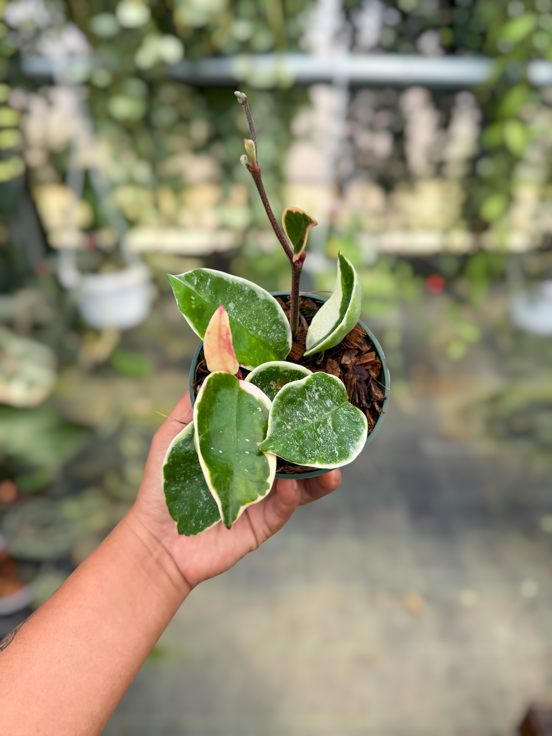 PS0464 - Hoya carnosa ‘Krimson Queen’ (splash)