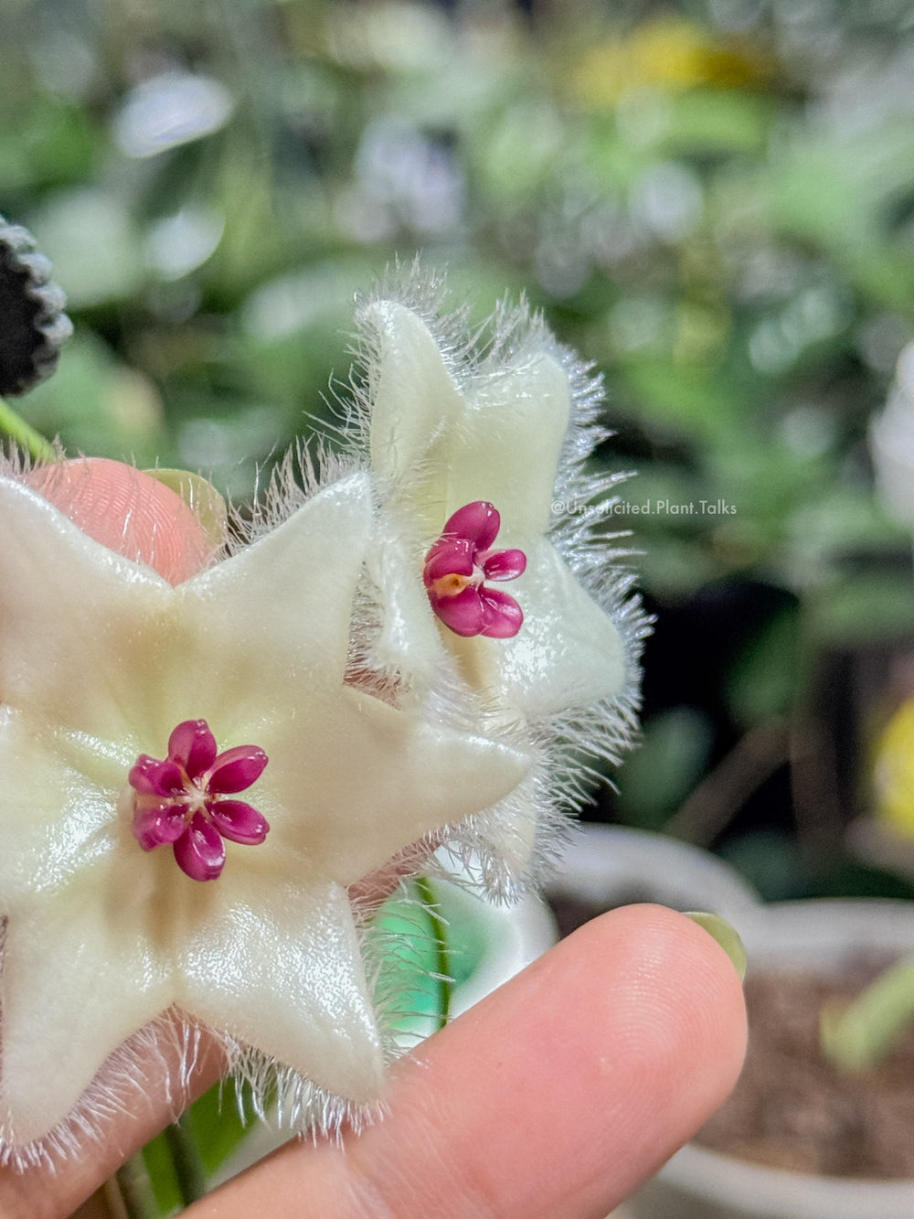 Hoya sangguensis