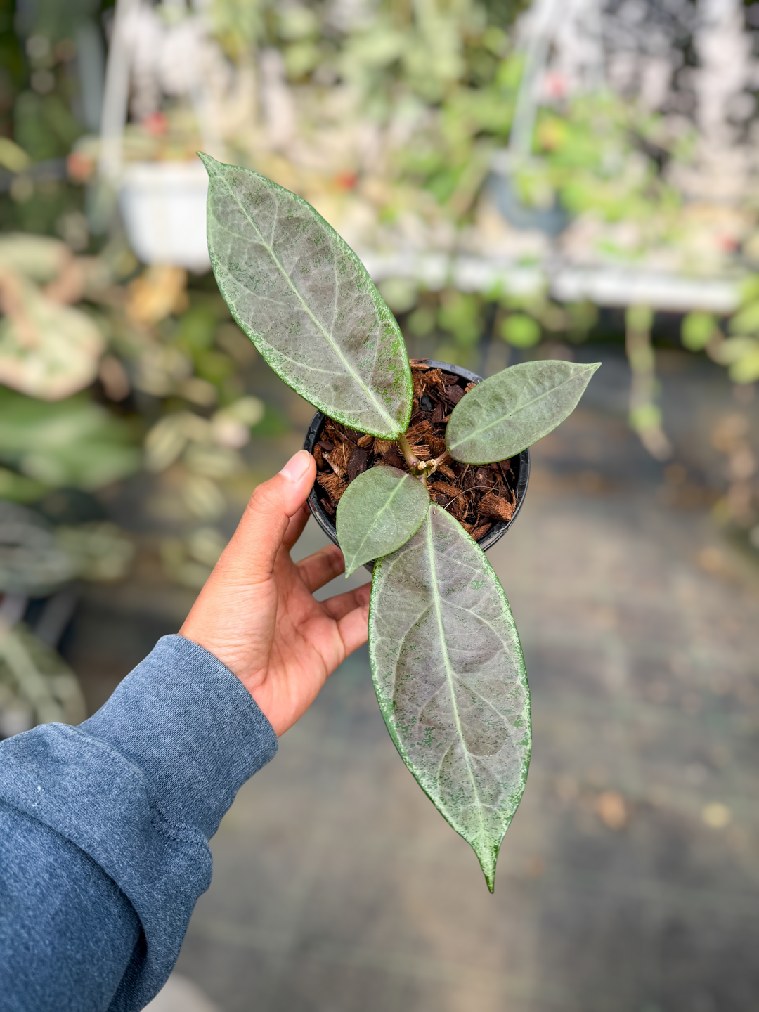PS0488 - Hoya sp. Lai Chau (Round Leaves, Silver)