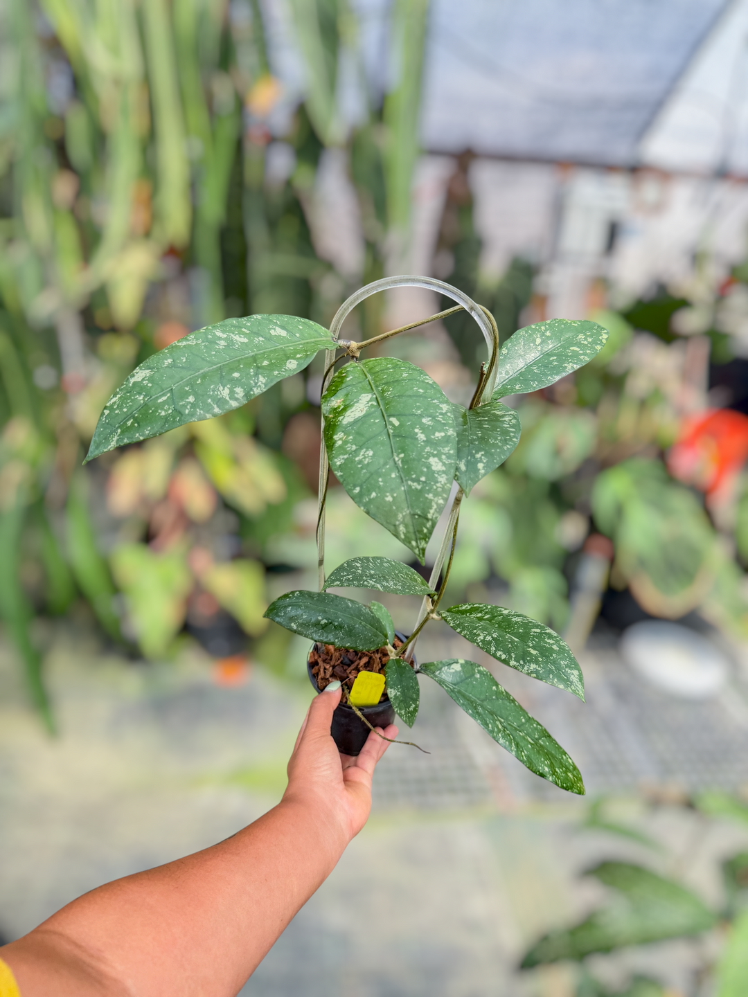 PS0728 - Hoya sp. Aceh