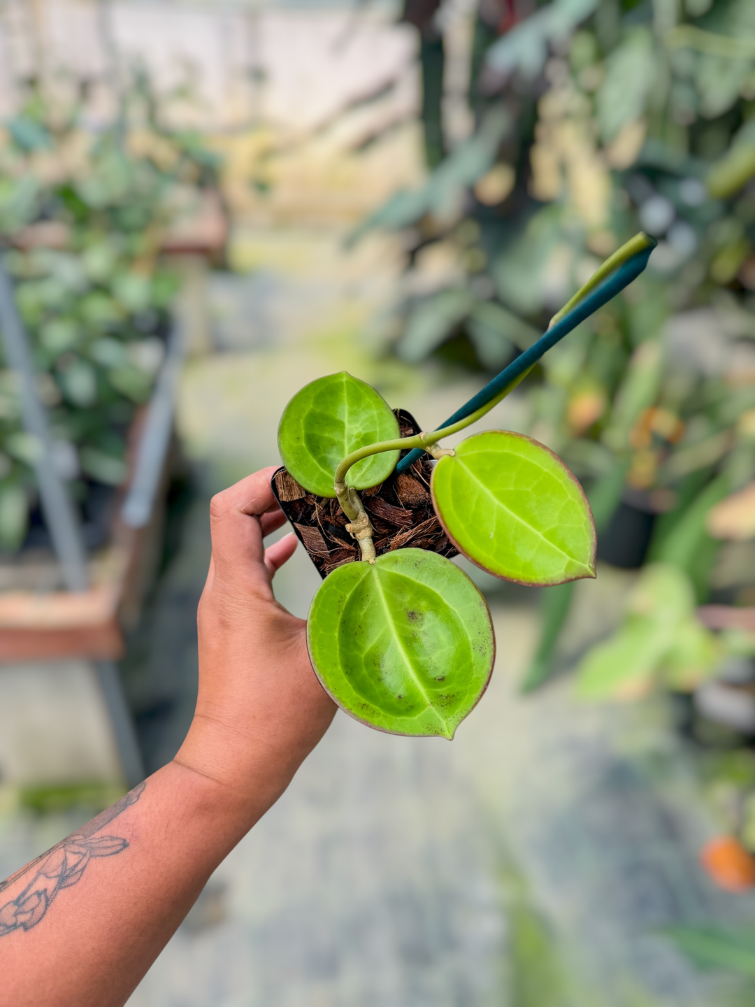 PS0710 - Hoya 'Karisma' (RTD1034A-UPT)