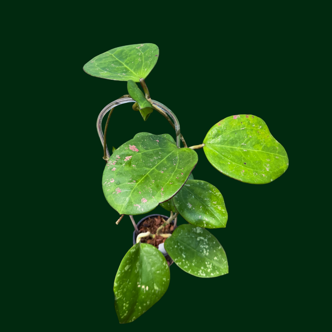 Trellised Hoya loyceandrewsiana