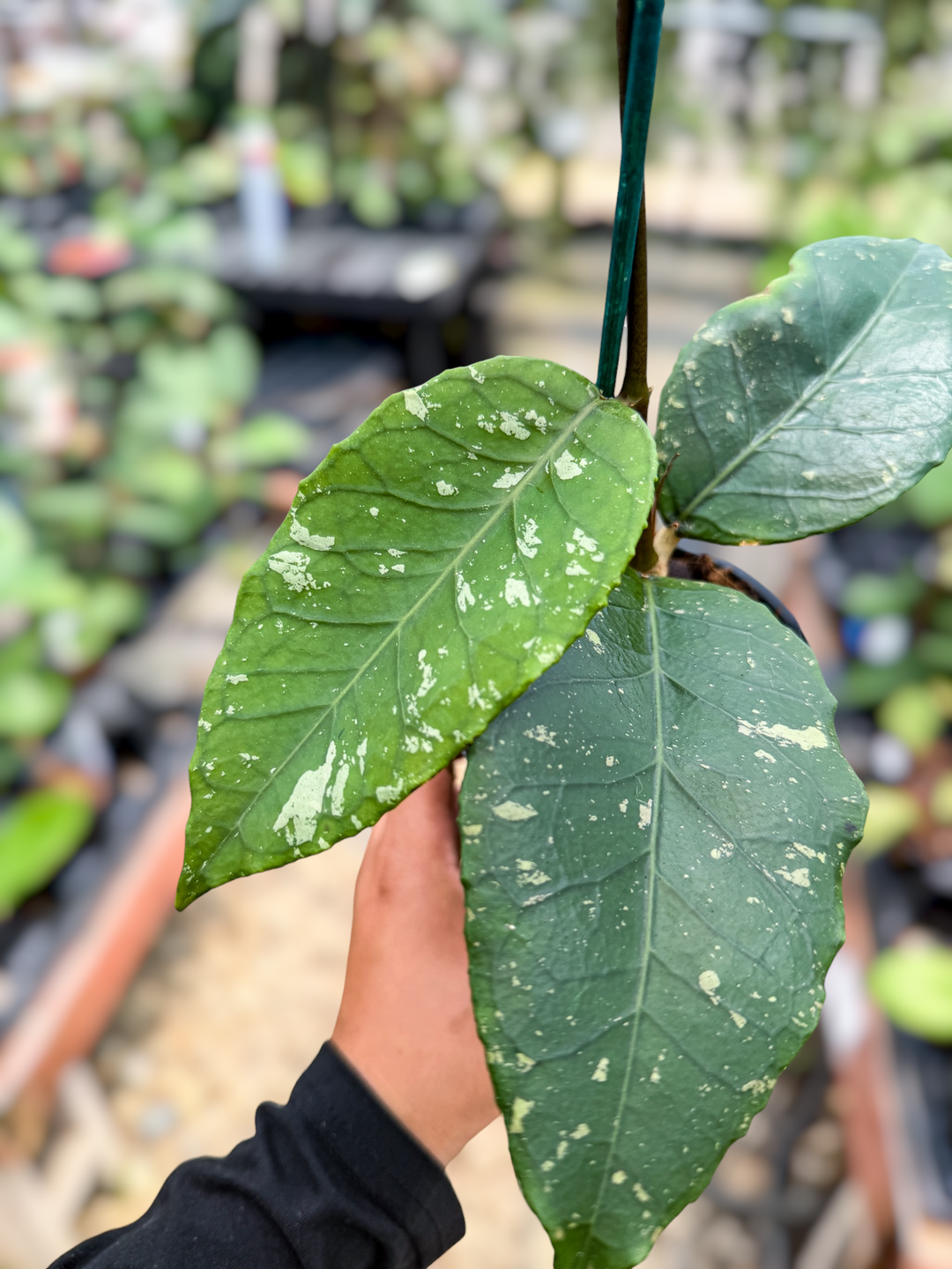 PS0596 - Hoya (NOID - C)
