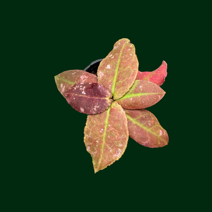 Hoya undulata