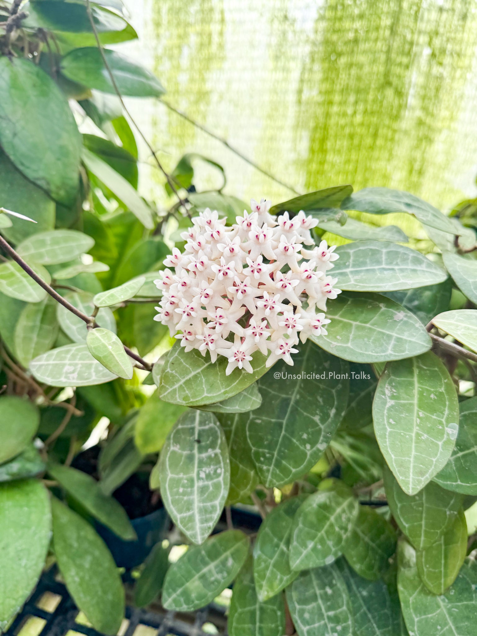 Hoya elliptica – Unsolicited Plant Talks