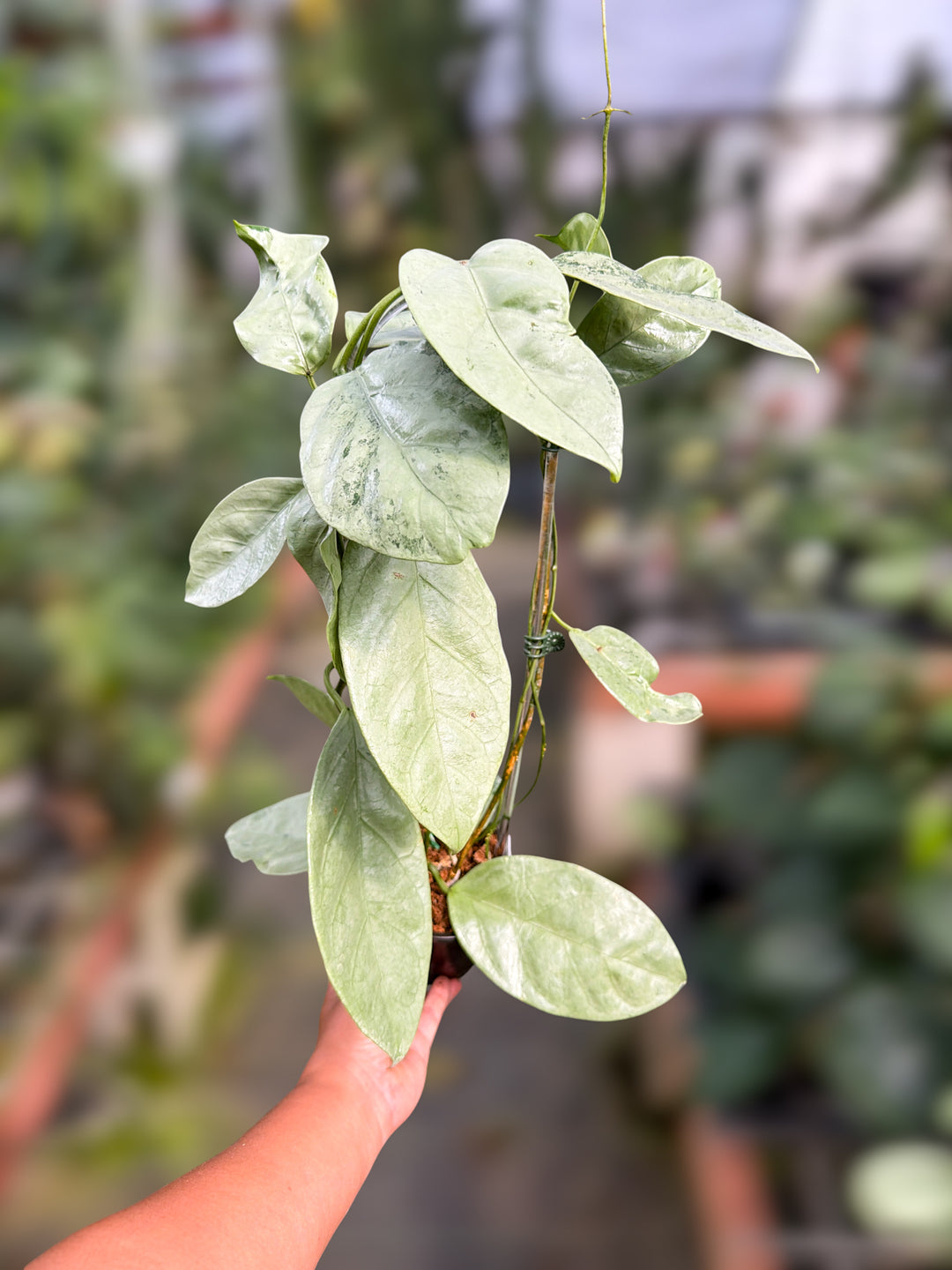 PS0160 - Hoya coriacea (silver)